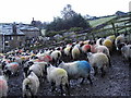 Technicolor? Sheep