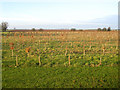 Beech plantation, Oakington, Cambs