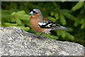 NO0350 : Chaffinch at Loch Ordie by Ian Cleland