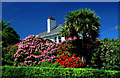 House with rhododendrons and NZ cabbage tree.