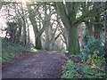 Ladies Walk, Andover. Winter.