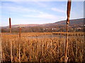 Wetland Nature Reserve in winter