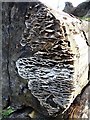 Fungal growth on a fallen beech tree