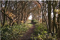 SK8968 : Footpath in Pickworth Wood by Richard Croft