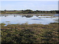 Saltmarsh at Tything Barn