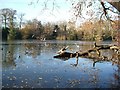 Frosty lake, Epping Forest