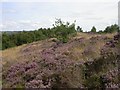 Heather west of Bank Wood, South Crosland