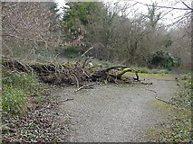 ST5498 : Fallen Tree, near Tintern by John Thorn
