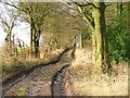 Green Plantation from Airy Hill Lane