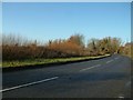 Coppiced Willow on the outskirts of Cuxham