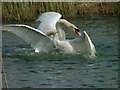 Swan fight on Bedfont Lakes Country Park