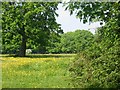 Buttercup meadow adjacent to Westwood, Netley Abbey