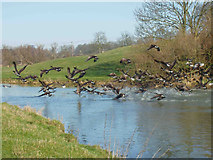 TL0587 : Geese flying off the river Nene. by Ross