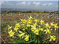 Wild Daffodils on Tullos Hill