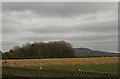 Spinney and harvested maize field