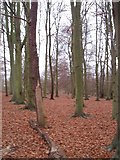 TQ1262 : Winterdown Wood by Oliver White