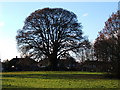 Oak tree on edge of Hogsmill Open Space, West Ewell