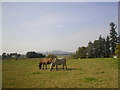 Horses Grazing near Alford