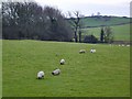 Sheep near Cog, Sully