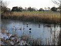 Ducks on the frozen Chichester Canal