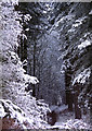 SK6064 : Snow, Sherwood Pines by Lynne Kirton