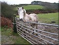 A Damp Horse