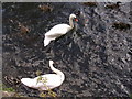 Swans on River Eden, Cupar