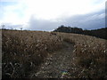 Maize field next to Moor Wood