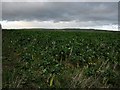 South Hams cabbages