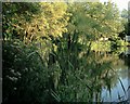 Hevingham Lake