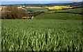 Wheat field above Cruxton