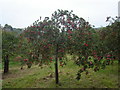 Cider Orchard