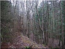 NT4985 : Eldbotle Wood. by Richard Webb