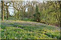 Whichford Wood