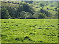 Footpath Halifax 535 near New Laithe, Luddenden