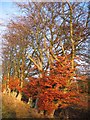 Beech trees