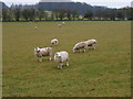 Sheep grazing below the Disraeli Monument