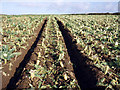 Cauliflower field