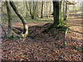 Remains of Sawpit, Bottom Wood