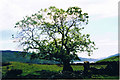 NM7128 : Ruined croft  and tree by Dave Fergusson