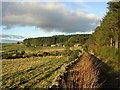 Looking towards Kingshill Wood