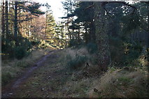 NH7578 : Forest track near East Lamington by Iain Macaulay