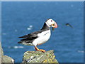 NT6598 : Puffin feeding. by Norrie Adamson