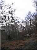 TQ4198 : Epping Forest near Rushey Plain hut by Andrew Dann