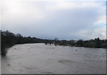 NT7333 : River Tweed in Flood by Hill Walker