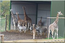 ST8144 : Giraffes and zebras by Phil Williams