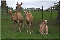 ST8243 : Camels at Longleat by Phil Williams