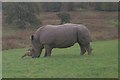 ST8243 : Rhino at Longleat by Phil Williams
