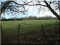 Farmland, Three Legged Cross