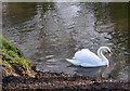 Swan on the River Fowey